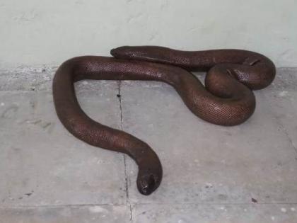 Mandal snake species found in Darayapur in Amravati district | अमरावती जिल्ह्यातील दर्यापुरात आढळला मांडूळ प्रजातीचा साप