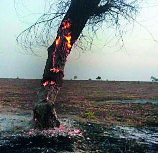 Activating the fire-raising gang of trees | झाडांना आग लावणारी टोळी सक्रिय