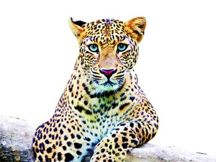 Free movement of leopards in the Vice Chancellor's residence area; Fear of loss of life | कुलगुरू निवासस्थान परिसरात बिबट्याचा मुक्त संचार; मनुष्यहानीची भीती Free movement of leopards in the Vice Chancellor's residence area; Fear of loss of life | कुलगुरू निवासस्थान परिसरात बिबट्याचा मुक्त संचार; मनुष्यहानीची भीती