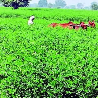  Cloudy atmosphere prevents the disadvantage of pest control | ढगाळ वातावरण तुरीला बाधक, शेंगा पोखरणाºया अळीचा प्रादुर्भाव