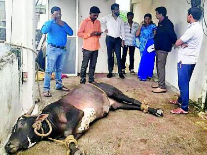 The bull reaches directly to the fourth floor | वळू पोहोचला थेट चौथ्या मजल्यावर