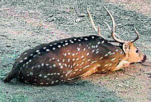 Chital entered in the city, rescue turtle | शहरात चितळ शिरले, रेस्क्यूची दमछाक