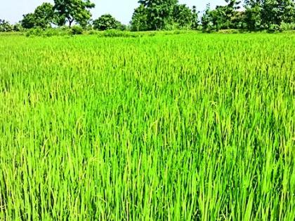 Paddy florist, expectation of growth in production | धान फुलोऱ्यावर, उत्पादनात वाढीची अपेक्षा