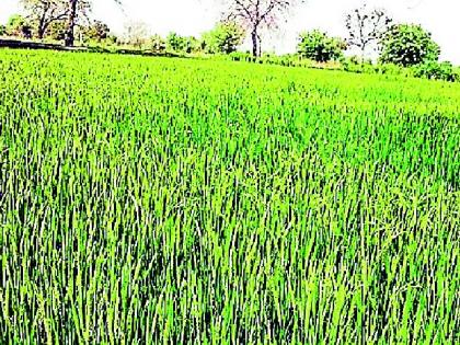 Even this year, the general grain variety is preferred | यंदाही सर्वसाधारण धानाच्या वाणालाच पसंती