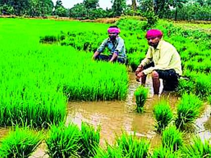 Excessive rainfall in 24 out of 34 revenue boards in the district | जिल्ह्यातील ३४ पैकी २४ महसूल मंडलांत अतिवृष्टी Excessive rainfall in 24 out of 34 revenue boards in the district | जिल्ह्यातील ३४ पैकी २४ महसूल मंडलांत अतिवृष्टी