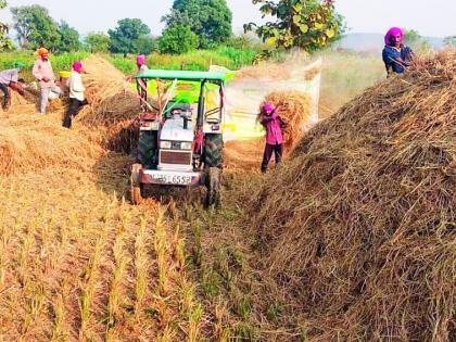 Farmers' grain at the door of traders for Diwali | दिवाळी सणासाठी शेतकऱ्यांचा धान व्यापाऱ्यांच्या दारात