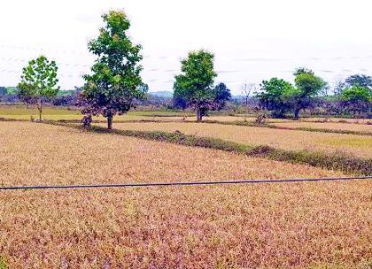 Only weeds in the field after the flood | महापुरानंतर शेतात केवळ तणस