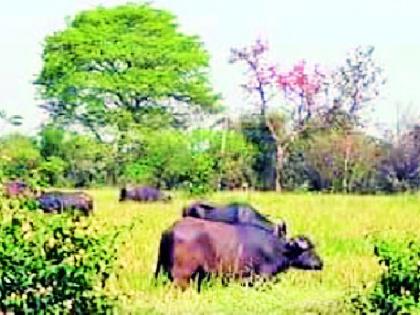 Animals left in vertical paddy crop in Dighori | दिघोरीत उभ्या धान पिकात सोडली जनावरे Animals left in vertical paddy crop in Dighori | दिघोरीत उभ्या धान पिकात सोडली जनावरे