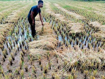 Harvested paddy fields | कापणीयोग्य धानपीक पाण्याखाली