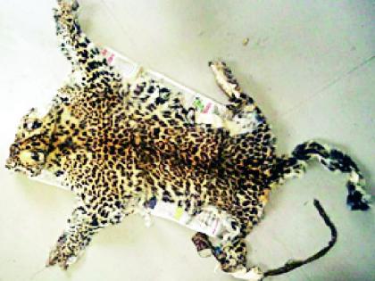 Trying to suppress leopard skinprints | बिबट कातडेप्रकरण दडपण्याचा प्रयत्न