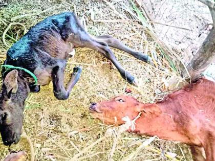  Four cows and two bulls were killed in a leopard attack | बिबट्याच्या हल्ल्यात चार गायी व दोन बछडे ठार