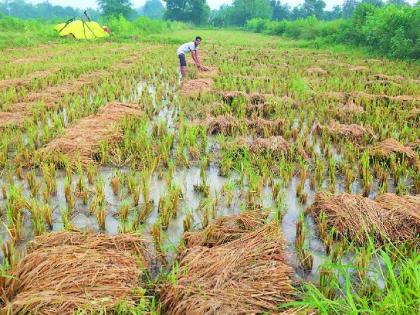 Paddy grower Radkundis due to unstable environment | अस्थिर वातावरणामुळे धान उत्पादक रडकुंडीस