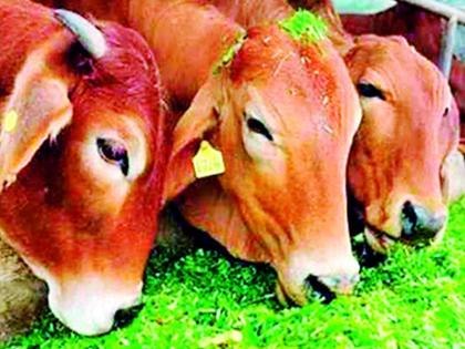 The veterinarian without a livestock officer | पशुचिकित्सालय पशुधन अधिकाऱ्याविना The veterinarian without a livestock officer | पशुचिकित्सालय पशुधन अधिकाऱ्याविना