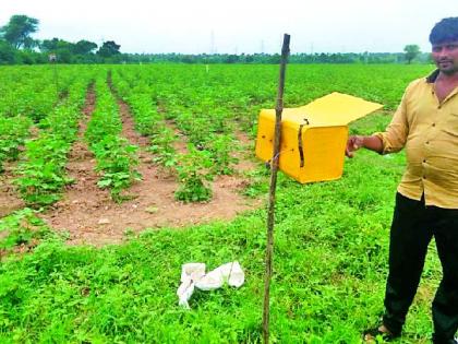 The farmers shook the cotton bowl | कपाशीवरील बोंडअळीने शेतकरी हादरले