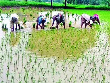 Finally the rain falls; Speed for transplanting paddy | अखेर पावसाची उसंत; धान रोवणीला वेग