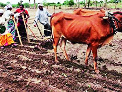 Only 26 percent sown in the district | जिल्ह्यात केवळ २६ टक्के पेरण्या