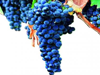 Increase in the export of grape | द्राक्ष निर्यातीत वाढ