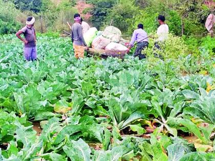 The Medigada project sank hundreds of acres of farmland | मेडिगड्डा प्रकल्पाने शेकडो एकर शेतजमीन बुडाली