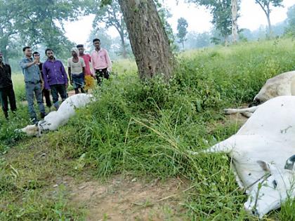 Electricity at Bajajar killed three bulls | बिजेपार येथे वीज पडून तीन बैल ठार