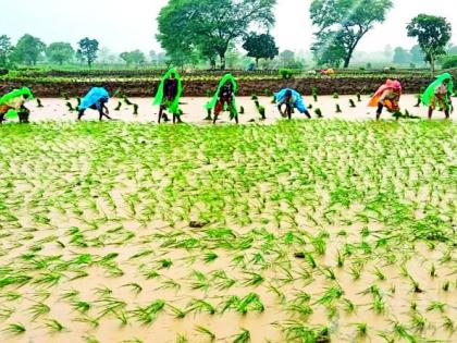 Cultivation of paddy in an area of 32,000 hectares in Chamorshi taluka | चामोर्शी तालुक्यात ३२ हजार हेक्‍टर क्षेत्रात धान पिकाची लागवड