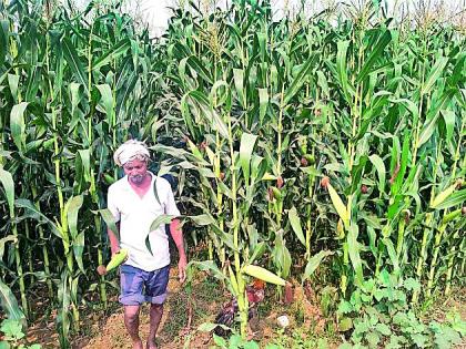 The cultivation of maize crops increased | मका पिकाचे लागवड क्षेत्र वाढले