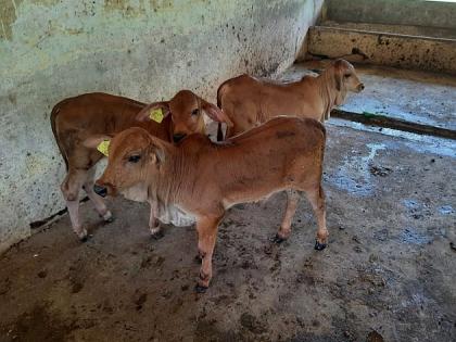 technology; Cow calves born through 'test tube' in Desaiganj of Gadchiroli! | किमया तंत्रज्ञानाची; गडचिरोलीच्या देसाईगंजमध्ये ‘टेस्ट ट्यूब’द्वारे गाईंच्या वासरांचा जन्म !