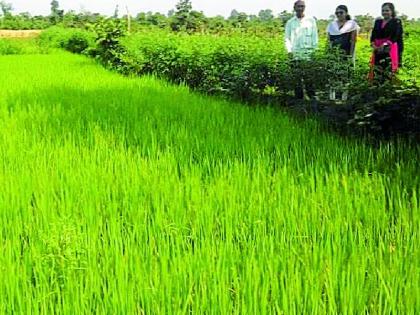 Thunderstorm effect on paddy crop | धान पिकावर तुडतुड्याचा प्रभाव