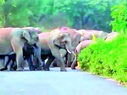 Wild elephant poaching has hit 23 lakh so far | जंगली हत्तींच्या धुमाकुळाने आतापर्यंत 23 लाखांचा फटका