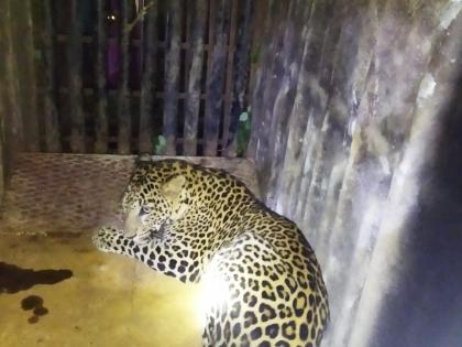 Igatpuri palate leopard confiscated | इगतपुरी तालुक्यात बिबट्या जेरबंद