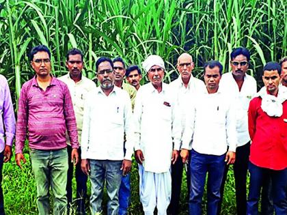 Production of sugarcane four times more than the rice production | धानाच्या उत्पादनापेक्षा ऊसाचे उत्पादन चारपट अधिक