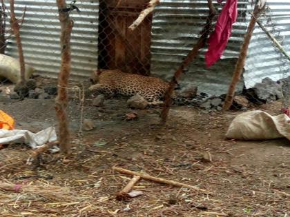  The jerked leopard left the forest | जेरबंद केलेल्या बिबट्याला सोडले जंगलात