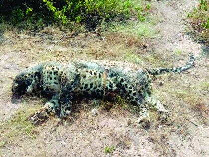 A leopard was found dead in Kavalgaon bit | कवळगाव बिटमध्ये बिबट्या मृतावस्थेत आढळला