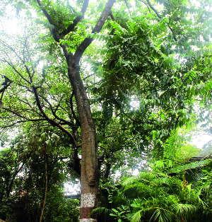 In Kolhapur town hall, the danger of keeping the plants from one and half to a half in the park | कोल्हापुरातील टाऊन हॉल उद्यानातील दीडशेहून दुर्मीळ वनस्पतींचा ठेवा धोक्यात