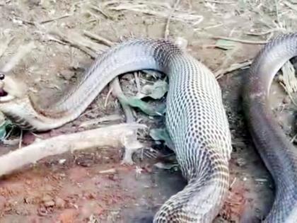 Shocking; A five-foot-tall snake swallowed a puppy born two days ago | धक्कादायक; पाच फुटी नागाने गिळले दोन दिवसापुर्वी जन्मलेल्या कुत्र्याच्या पिल्लाला