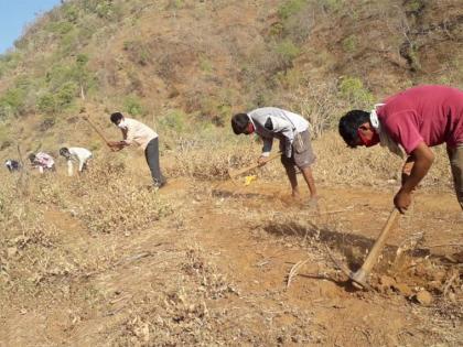 Planning of planting three and a quarter lakh trees | सव्वा तीन लाख वृक्ष लागवडीचे नियोजन Planning of planting three and a quarter lakh trees | सव्वा तीन लाख वृक्ष लागवडीचे नियोजन