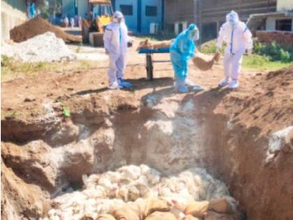 The biggest campaign to destroy chickens | कोंबड्या नष्ट करण्याची सर्वात मोठी मोहिम The biggest campaign to destroy chickens | कोंबड्या नष्ट करण्याची सर्वात मोठी मोहिम