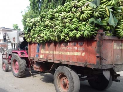 Finally the banana harvest begins; The price is priceless | अखेर केळी कटाई सुरू; भाव मात्र मातीमोल Finally the banana harvest begins; The price is priceless | अखेर केळी कटाई सुरू; भाव मात्र मातीमोल