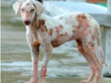 Mokat dogs get skin disease and the stench spreads | मोकाट कुत्र्यांना चर्मरोगाची लागण झाल्याने पसरते दुर्गंधी