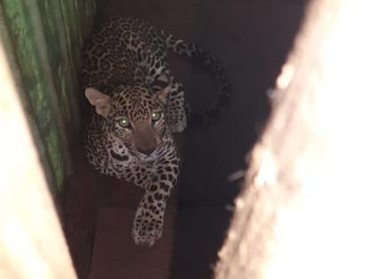 The laborer is holding on to his stomach as he is in front of a leopard | चक्क बिबट्याच समोर अवतरल्याने मजुराची पाचावर धारण