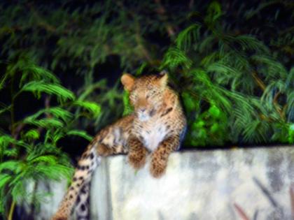 Two leopard four hours of trembling in Parner city | पारनेर शहरात दोन बिबट्याचा चार तास थरार