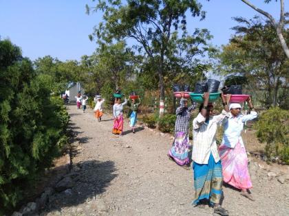 Meenay Wildlife Sanctuary will be developed in the Necklace, Pimpal and Gulmohar, forest Department: The resolution of one lakh ten thousand trees. | सातारा : मायणी अभयारण्यात बहरणार कडुनिंब, पिंपळ अन् गुलमोहर,वनविभागाचा उपक्रम : एक लाख दहा हजार वृक्षलागवडीचा संकल्प