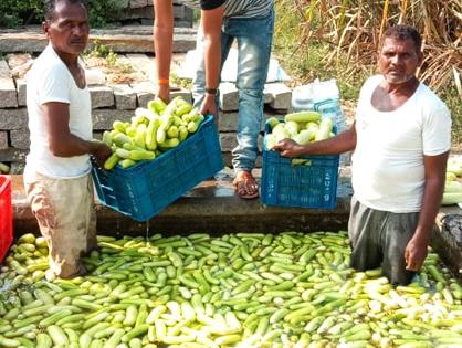 One million tomatoes and cucumbers in one and a half months, three million | एकरात टोमॅटो अन् काकडीपासून साडेपाच महिन्यांत तेरा लाख