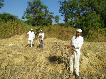 Rice attack on paddy crop in Takeda area | टाकेद परिसरात भात पिकावर माव्याचे आक्रमण