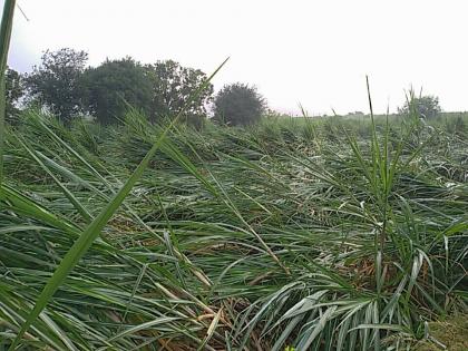 Damage to sugarcane crops in Visapur, Kollgaon | विसापूर, कोळगाव परिसरात ऊस पिकांचे नुकसान