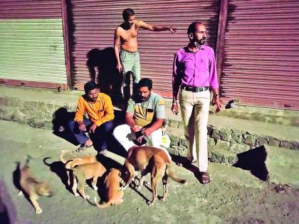 Feeding Dogs during 'lockdown' period! | ‘लॉकडाऊन’ काळात भागविली मोकाट श्वानांची भूक!