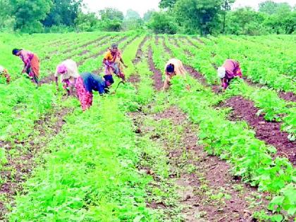 Increased cost of cultivation in agriculture due to incessant rains | संततधार पावसामुळे शेतीच्या निंदन खर्चात वाढ