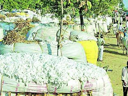 The price of cotton stays up to 4500 | ४५०० वरच स्थिरावला कापसाचा भाव