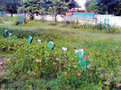 Kill the martyrs of the shrubs | हुतात्मा स्मारकाला झुडुपांचा विळखा