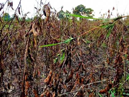 The return rains hit the crops | परतीच्या पावसाने पिकांना झोडपले The return rains hit the crops | परतीच्या पावसाने पिकांना झोडपले