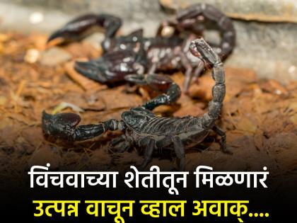 Scorpion farming video : Venomous insects breeding for expensive venom | VIDEO : इथे जीव मुठीत घेऊन केली जाते विंचवाची शेती, कोट्यावधी रूपये मिळतो फायदा!